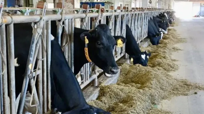 Агрофирма Клина хочет стать племенным репродуктором по разведению породистых коров