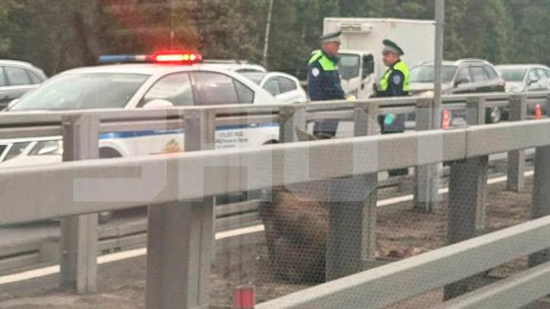 Лось со сломанной ногой застрял в отбойнике на Киевском шоссе в Москве