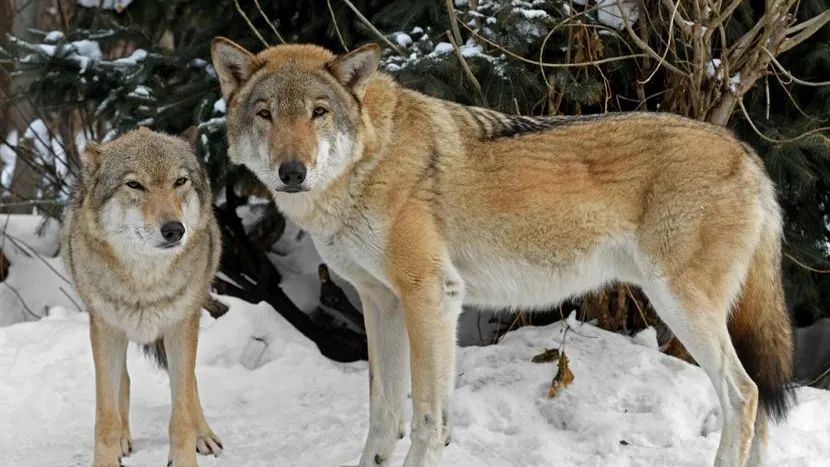 Валерия Попова / Фотобанк Лори