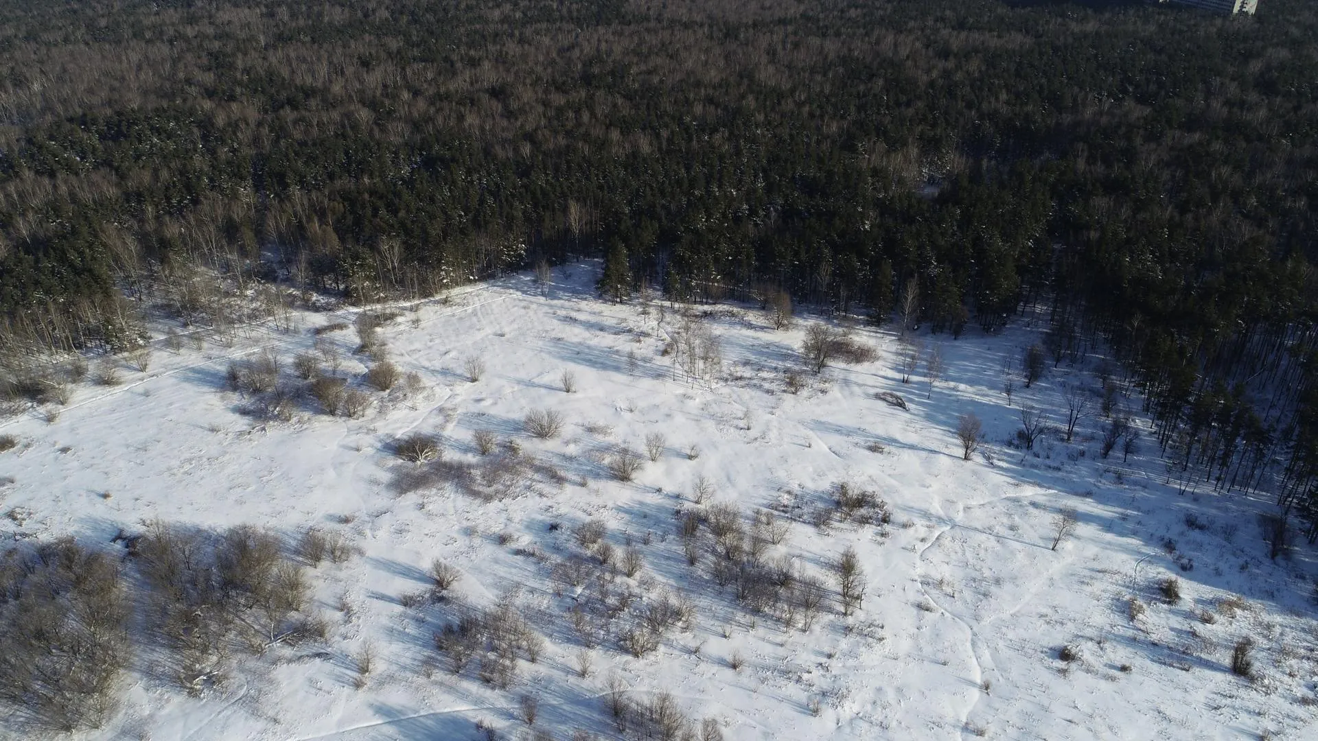 Более 30 коптеров нового образца закупили для лесного хозяйства Московской области