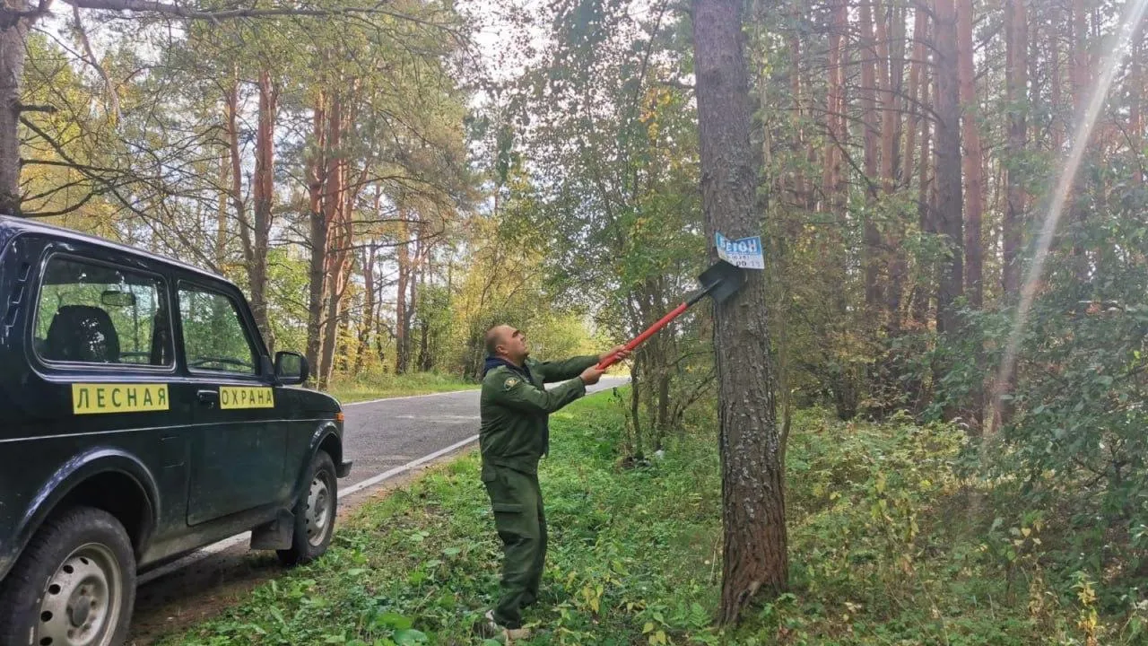 Более 5 тыс незаконных рекламных конструкций сняли с деревьев в Подмосковье с начала года