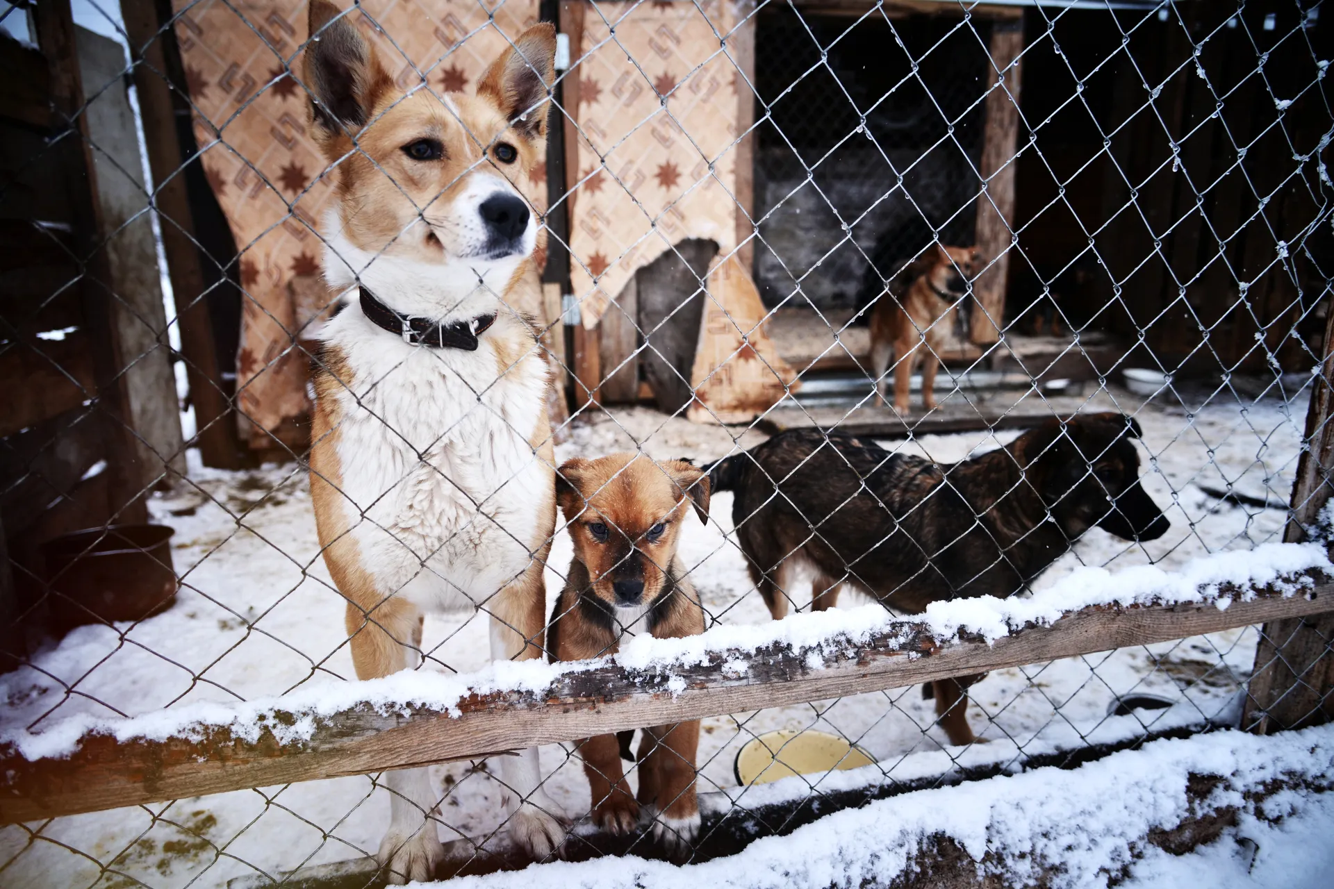Собачий приют в Воскресенске