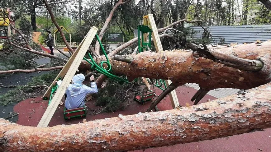 Упавшее дерево убрали с детской площадки в Королеве