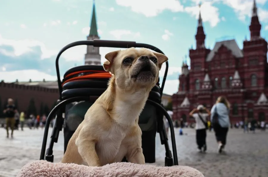 Кирилл Зыков