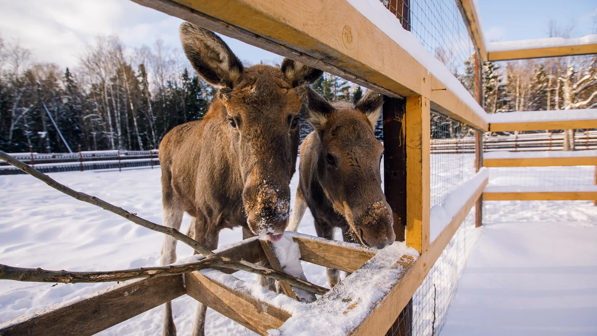 Активисты распространили фейк о массовой гибели оленей в парке «Лосиный остров»
