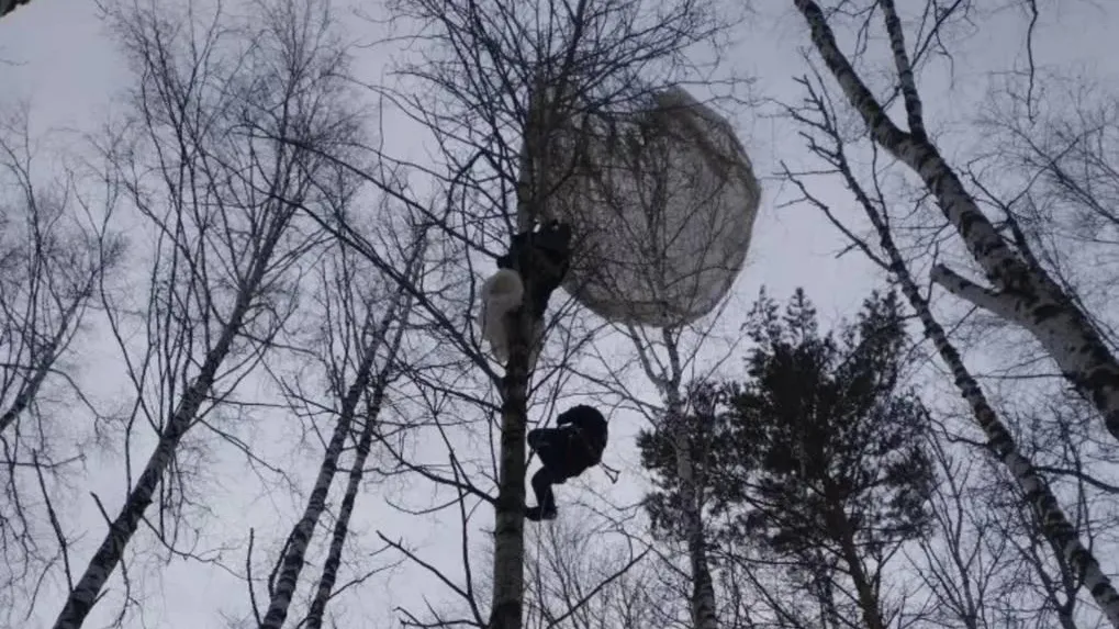 Стал «новогодней игрушкой»: парашютист застрял на дереве в Томской области