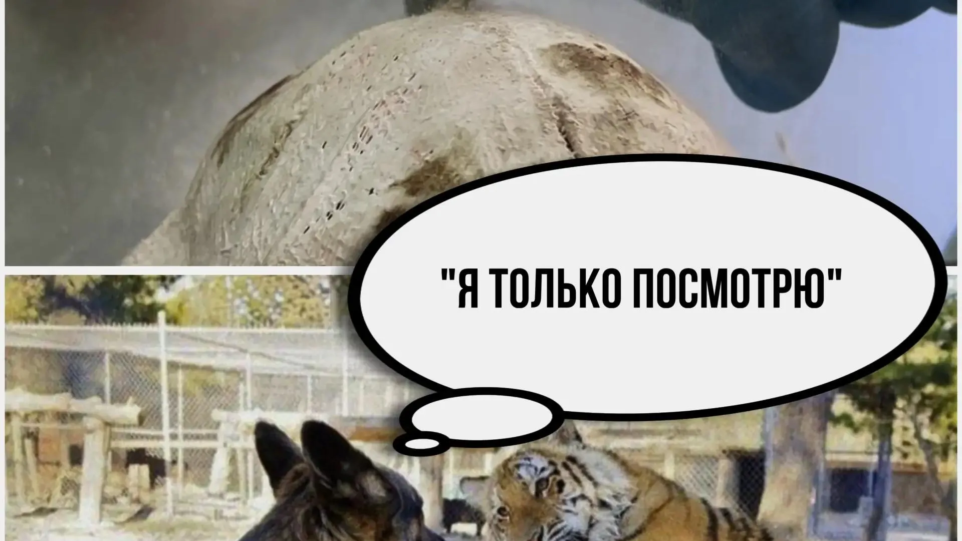 Детская травматолого-ортопедическая больница Подмосковья создала серию мемов