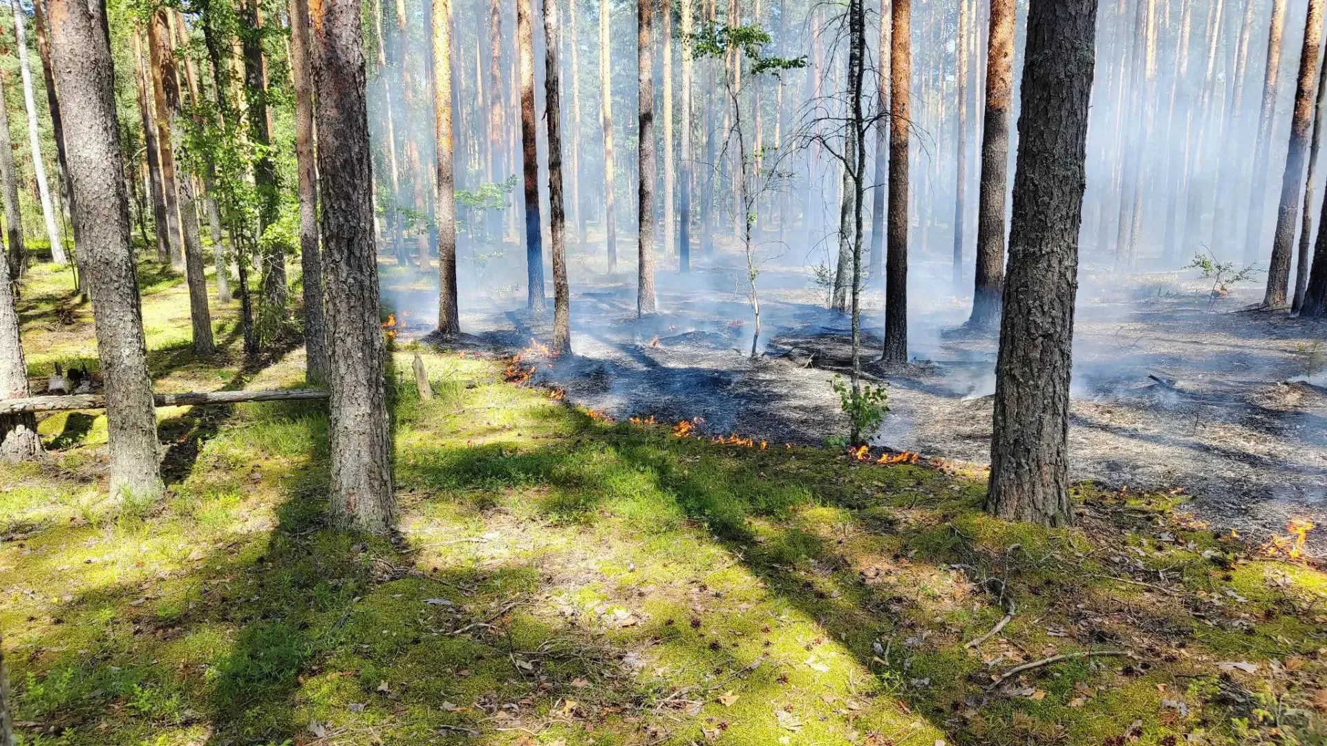 В Подмосковье за сутки потушили два лесных пожара