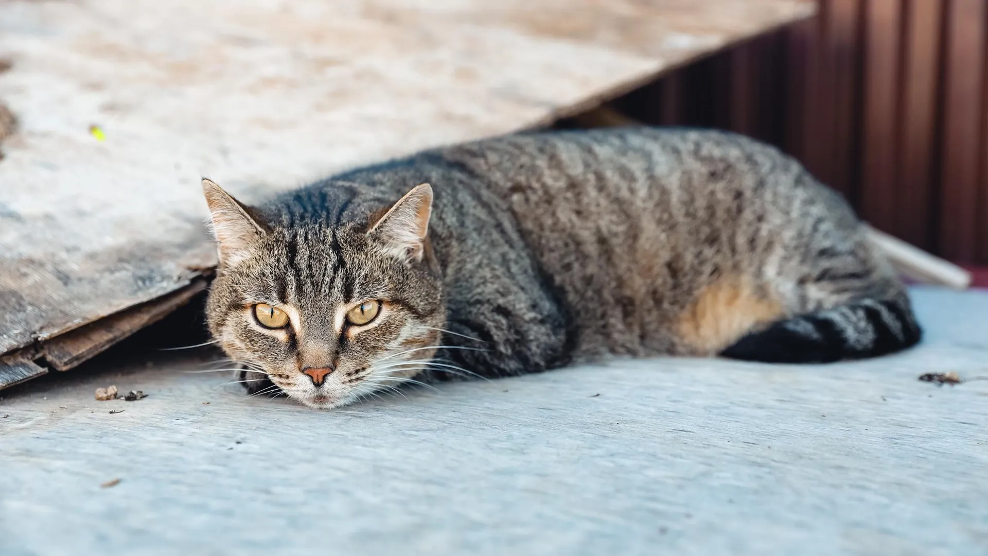 Лифтер из Химок спас жизнь коту