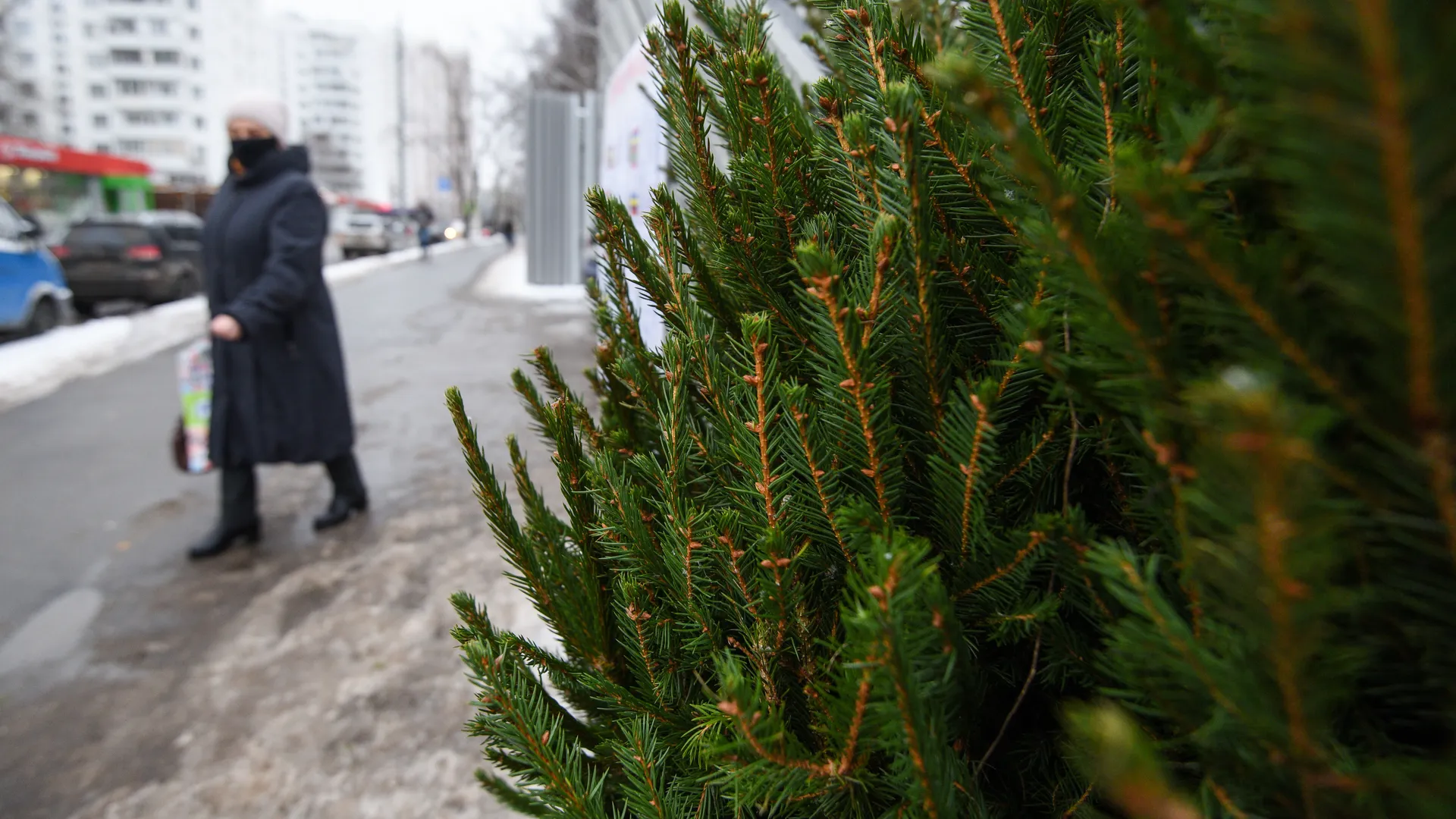 Лучше сдать: что делать с живой елкой после новогодних праздников