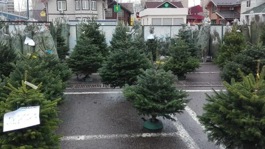 Первый елочный базар открылся в Котельниках