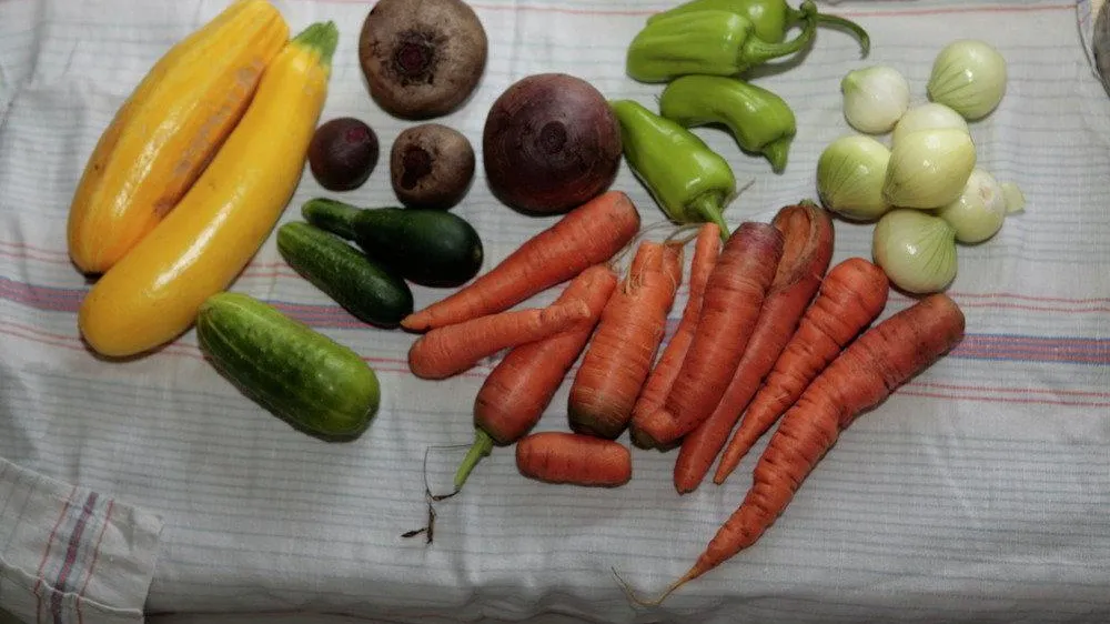 Почти 3 тонны продуктов с вредителями задержали в августе в аэропортах Московского региона