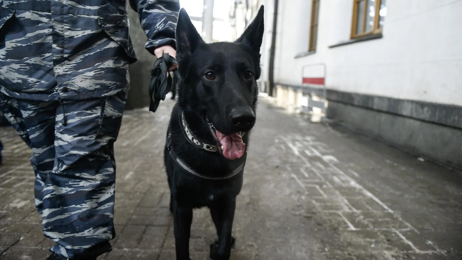 Полицейские не нашли взрывчатки на стадионе «Весна» в Подольске