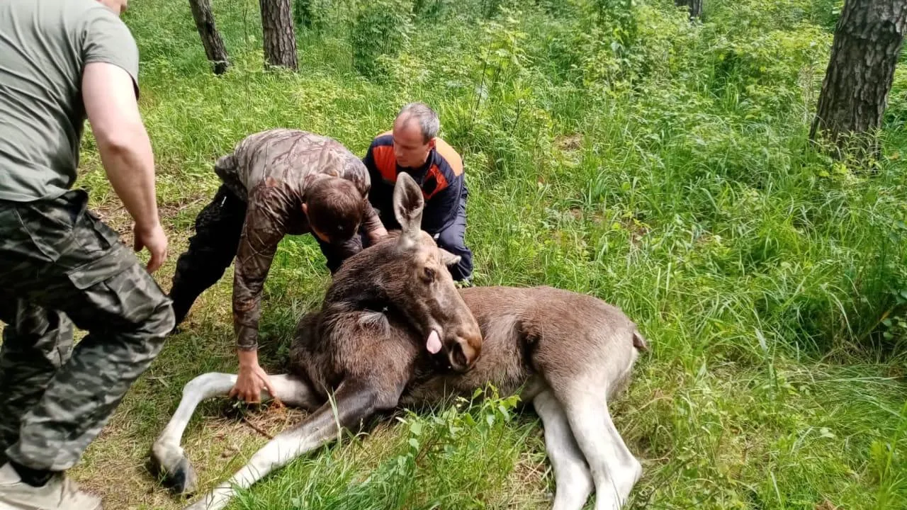 Двух гулявших по улицам Балашихи лосей отвезли обратно в лес