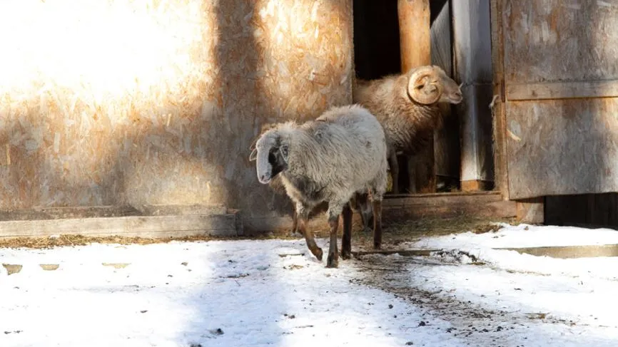 «Где написано, что нельзя?»: мигранты разделывали барана на детской площадке