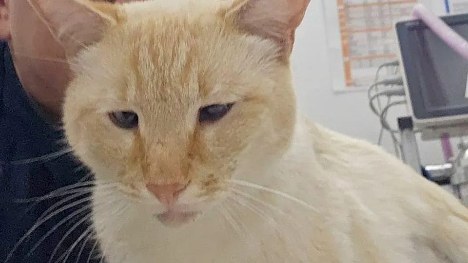 Кота с множеством ранений от пуль спасли в московской клинике