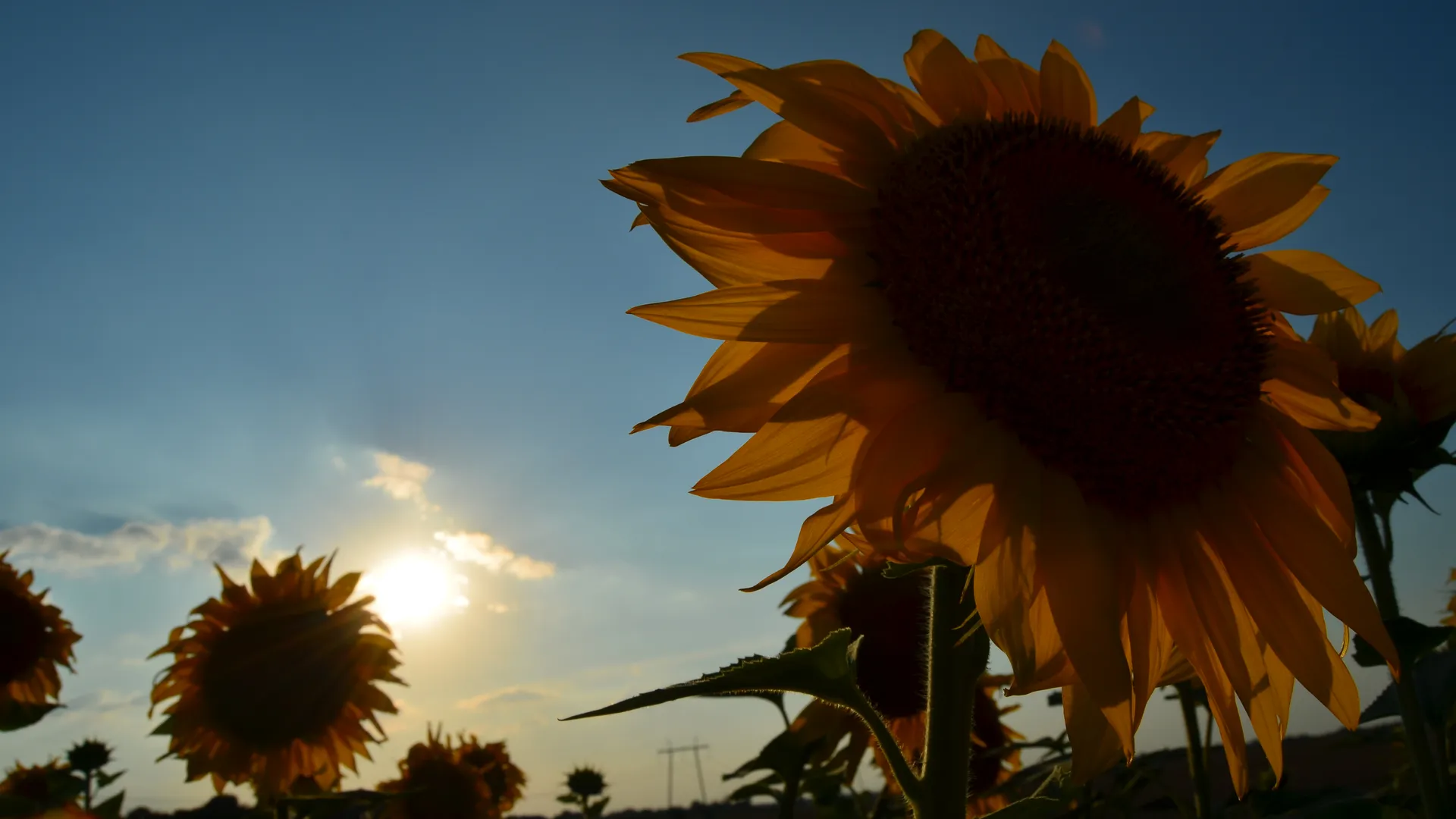 Подсолнухи в поле в Солнечногорском районе