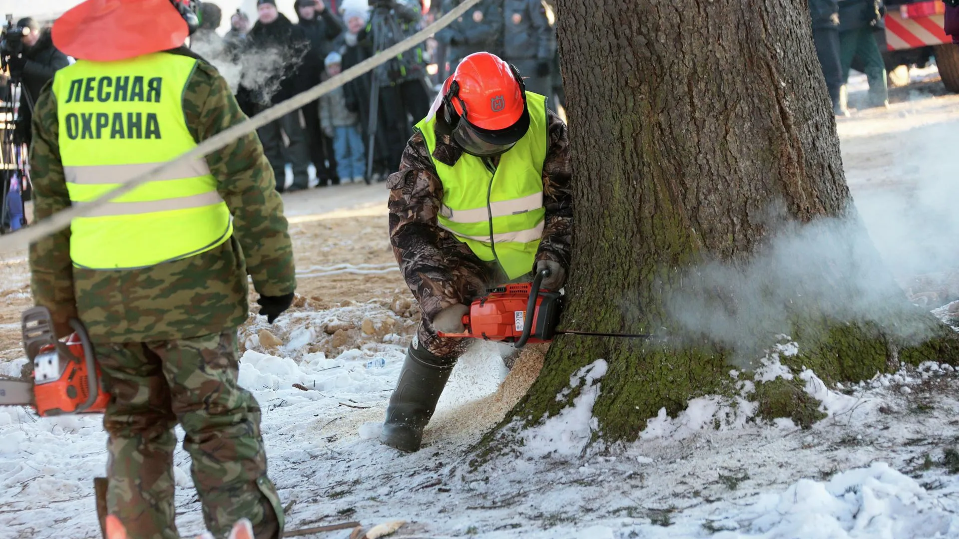 Санитарную рубку проводят на площади 1,3 га в лесу в микрорайоне Опалиха Красногорска