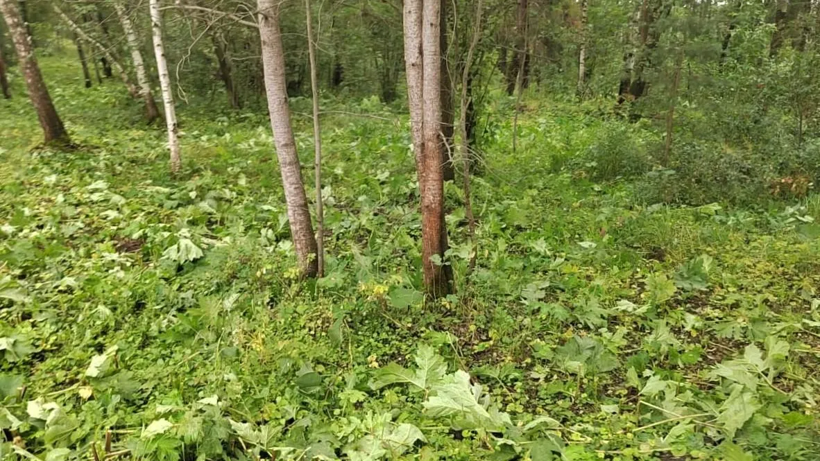 В Ногинском лесничестве завершили второй этап борьбы с борщевиком Сосновского