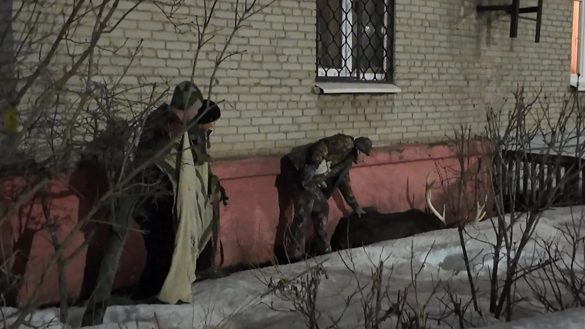 В Раменском округе спасатели вернули сбежавшего оленя в вольер