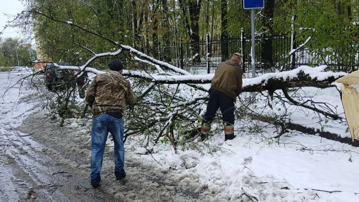 Сокольская: в Клину восстанавливают подачу электричества и убирают деревья