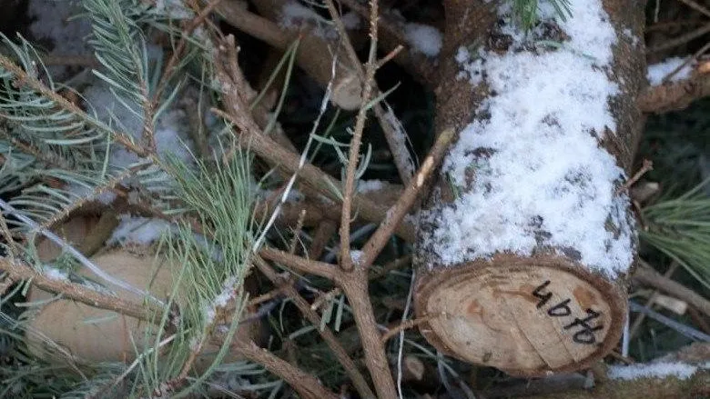 Жители Красногорска могут сдать ели на переработку до 8 февраля