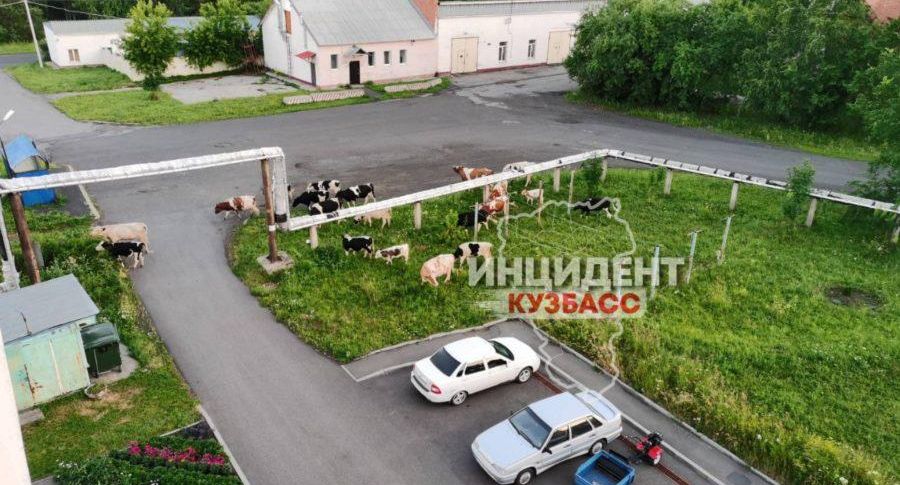 Жители Кузбасса выкладывают в Сеть фото коров на детской площадке