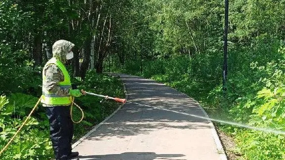 За первое полугодие в Ленинском обработано более 30 га земли от борщевика