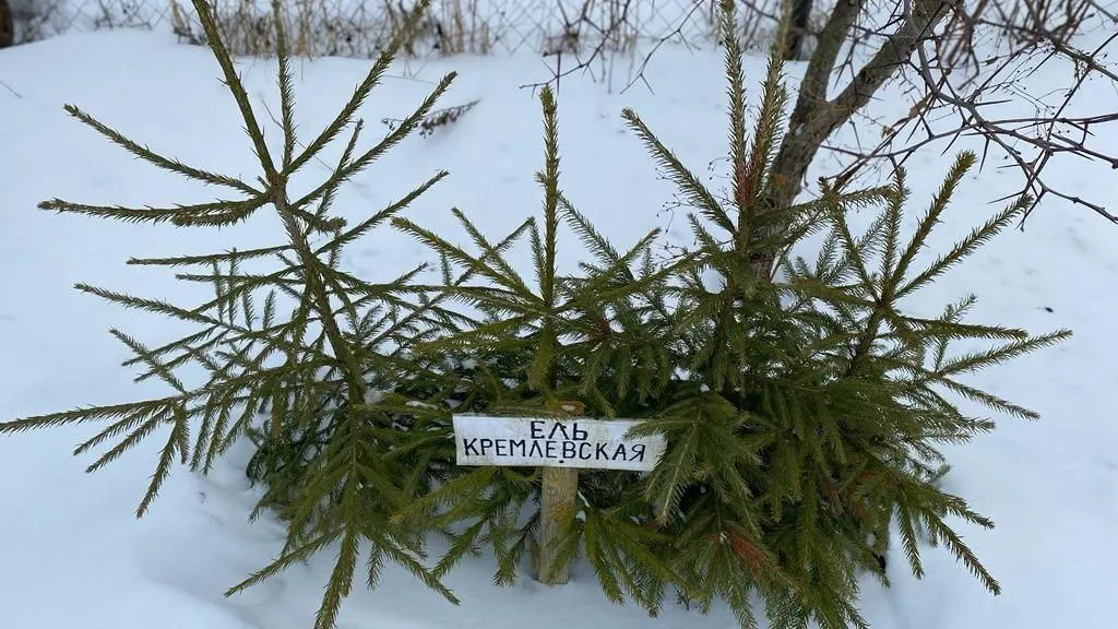 В подмосковном школьном лесничестве вырастили из семян Кремлевские елки