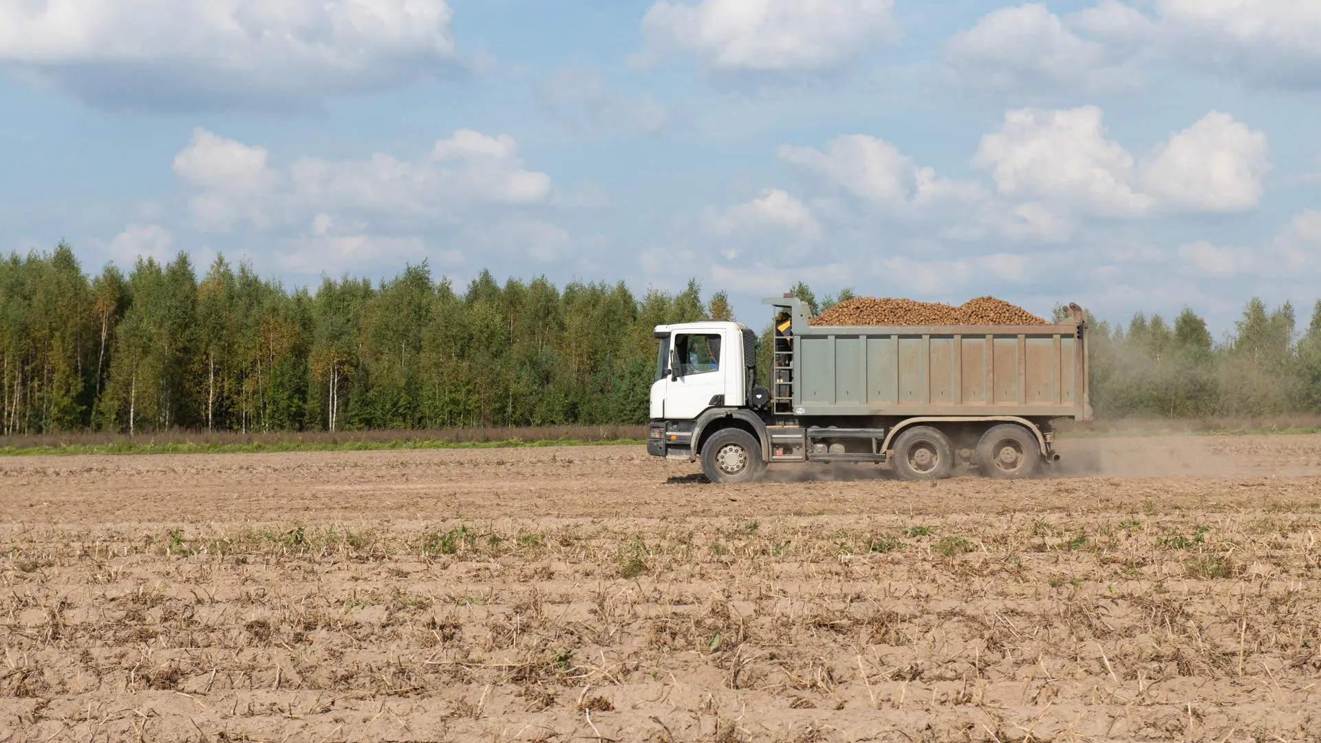 Рекорд по урожайности картофеля побили в Подмосковье