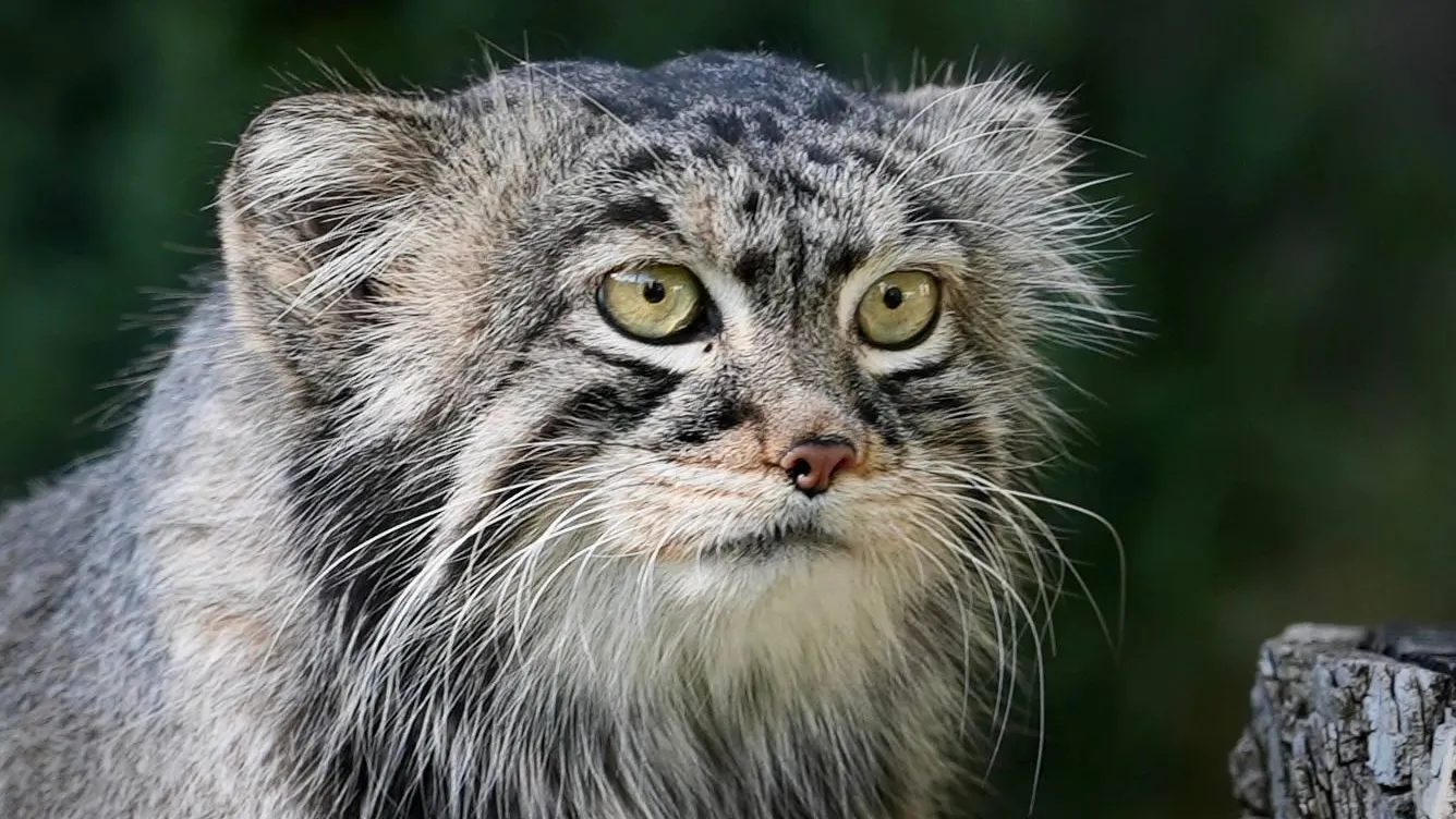 Манул Тимофей после зажировки перед зимой не смог взобраться на дерево