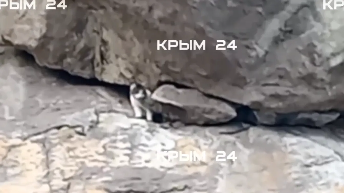 Опубликовано видео с выжившей кошкой, которую сбросили с «Ласточкиного гнезда»