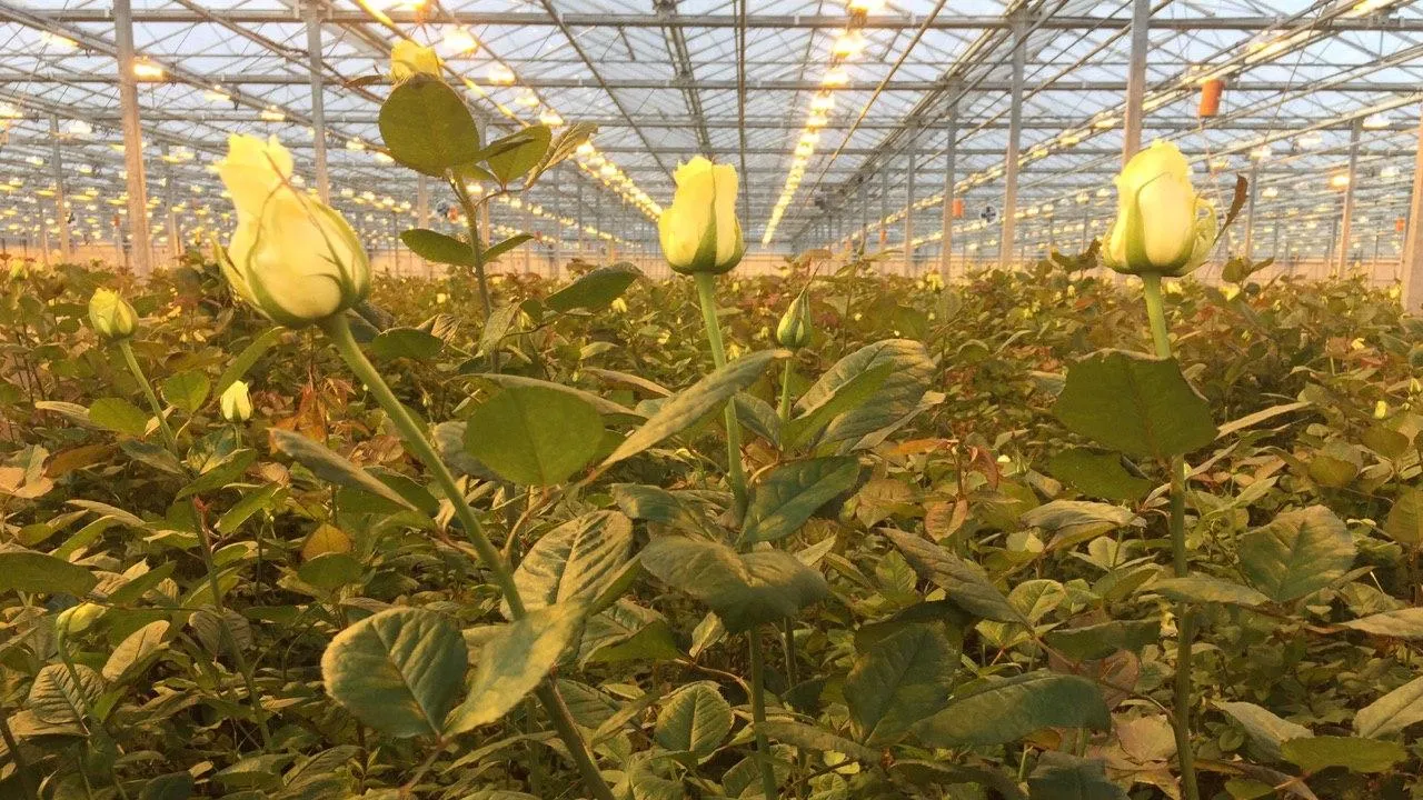 Более 3 млн цветов поставили теплицы Подмосковья в магазины к 8 Марта