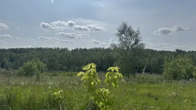 Более 140 земельно-имущественных аукционов прошли в Подмосковье в начале октября
