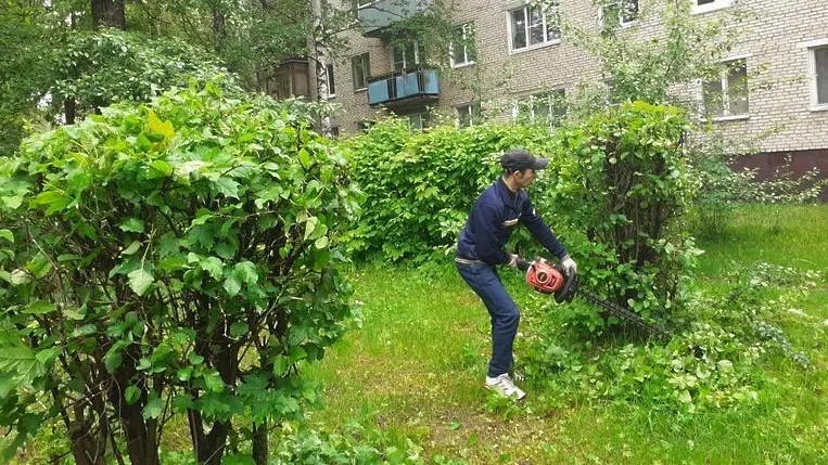 Кустарники начали обрезать на двух улицах в микрорайоне Климовск Подольска