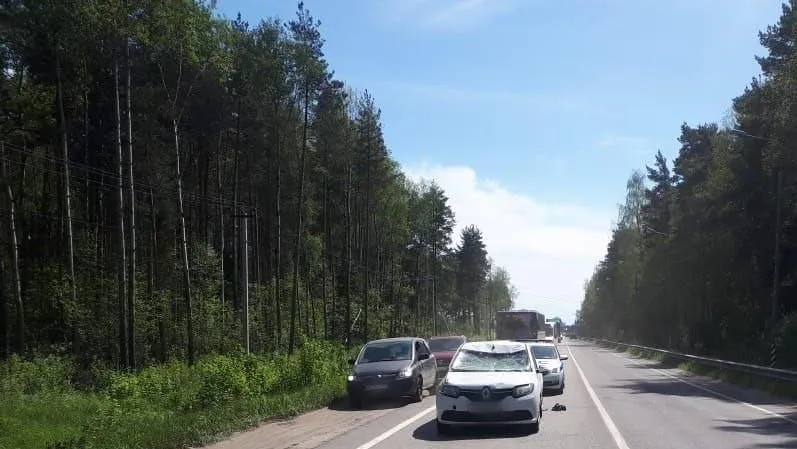 Сбитый автомобилем на Егорьевском шоссе лось не выжил