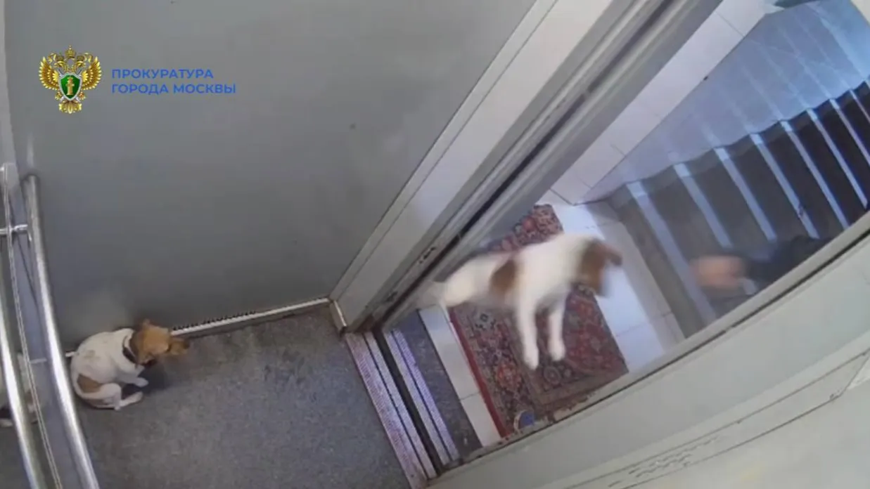 Пьяную москвичку оштрафовали за издевательство над собакой