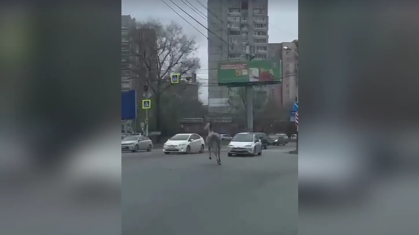 Лошадь по кличке Заклинатель бегала между машинами в Хабаровске и устроила ДТП