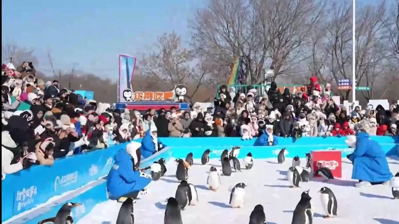 Милота в костюмах: парад пингвинов прошел в Китае
