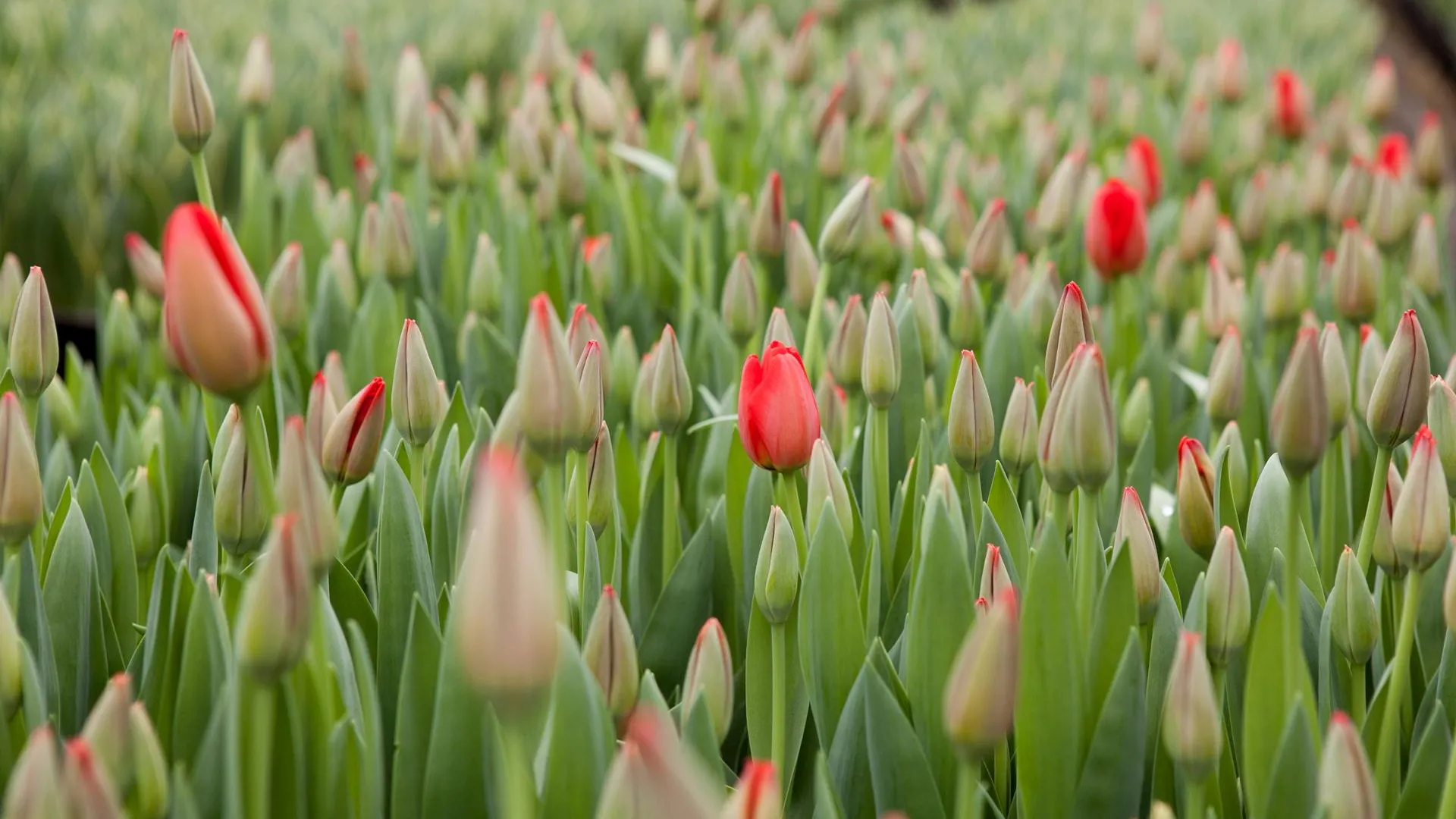 Цветоводы Подмосковья вырастили более 67 млн цветов к 8 Марта