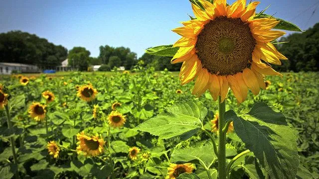 Пораженный вредителем декоративный подсолнечник задержали в Можайске