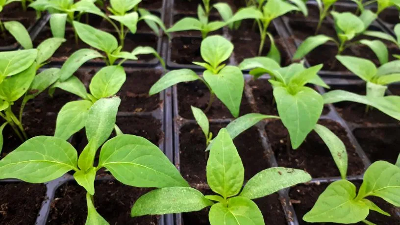 Почти за год Россия продала США удобрений на 1,359 млрд долларов