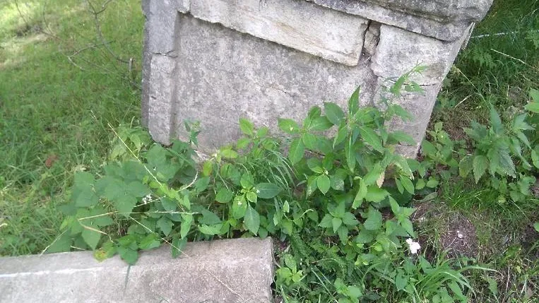 Белокаменный обелиск в усадьбе фон Мекк в Подольске отреставрируют и очистят от надписей