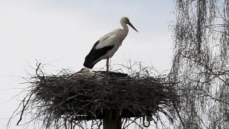 В Подмосковье начинается сезон гнездования птиц