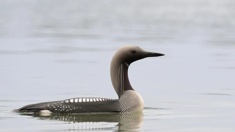 В Подмосковье стартовал прием заявок на Всероссийский конкурс любителей птиц