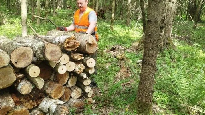 В Комлесхозе Подмосковья рассказали, где проходят выборочные санитарные рубки