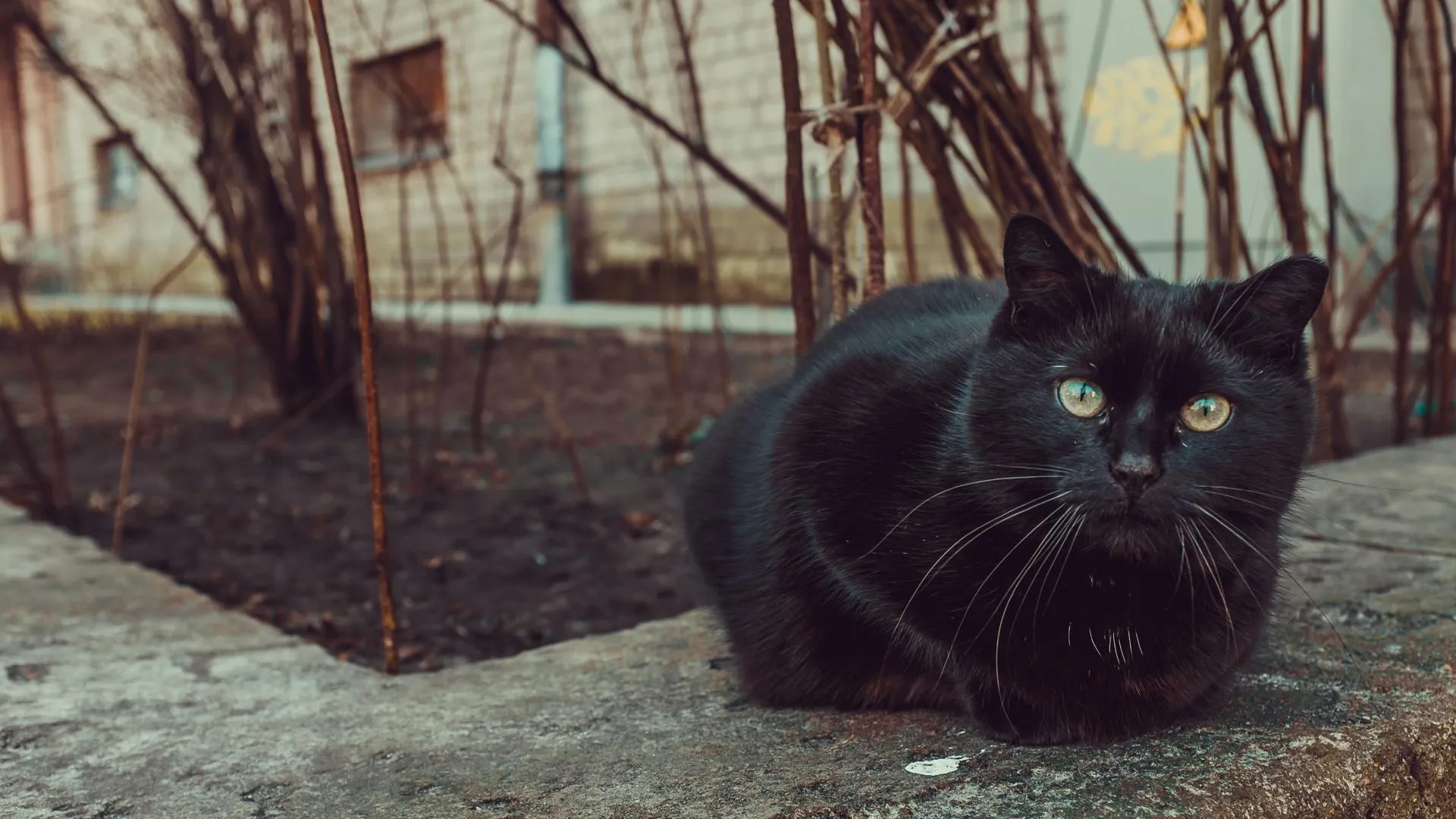 Летели с 16 этажа: котов выбросили из окна ЖК в Подмосковье