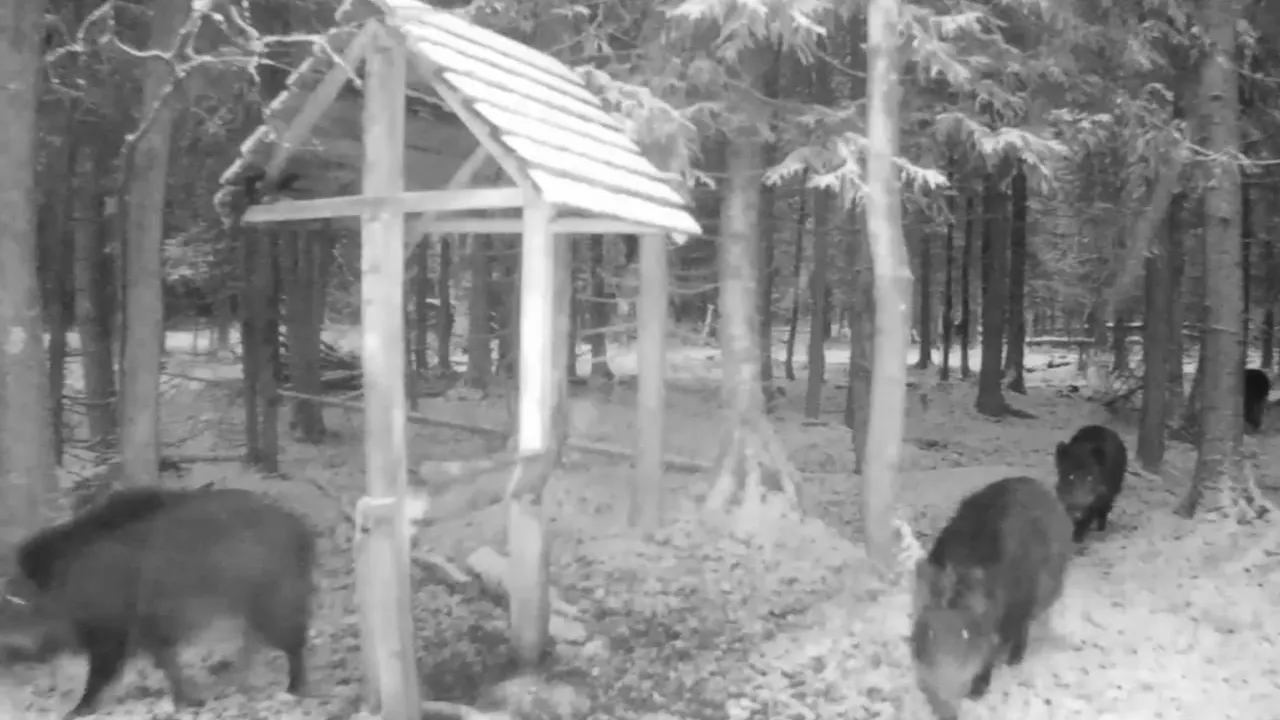 Кабанье семейство зафиксировала фотоловушка «Лосиного острова» в Мытищах