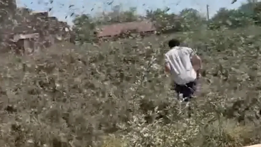 Апокалипсис сняли на видео: саранча стеной атакует поля Кизляра
