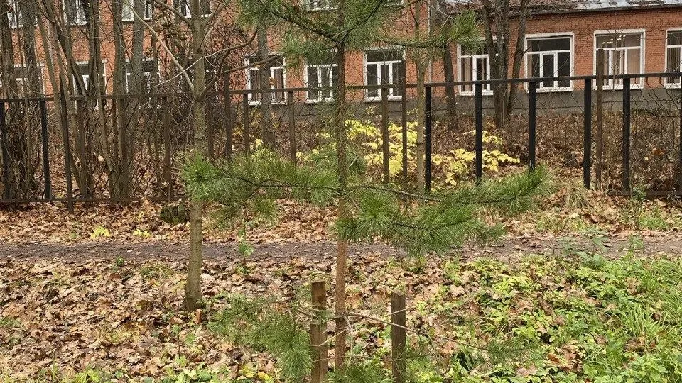 В округе Пушкинский высадили более 20 молодых сосен